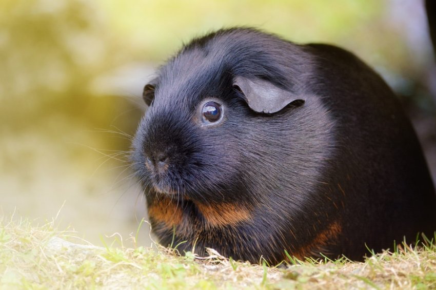 Жителі Перу з[1]яса морської свинки за рік