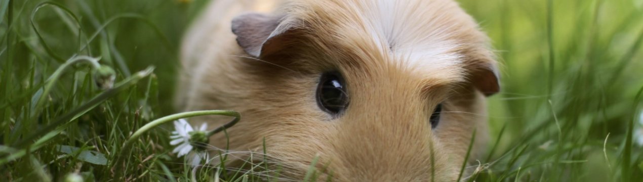 Жителі Перу з'їдають по 400 грамів м'яса морської свинки за рік