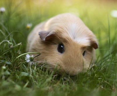 Жителі Перу з'їдають по 400 грамів м'яса морської свинки за рік