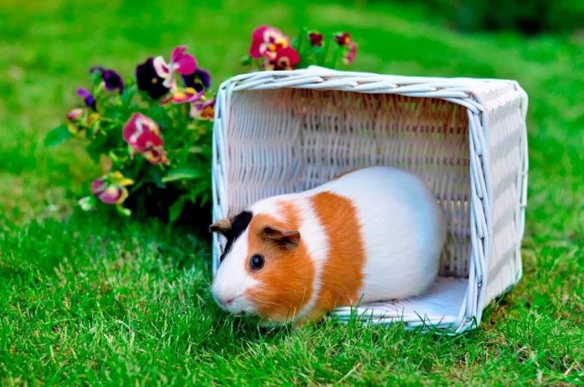 Жителі Перу з[1]яса морської свинки за рік