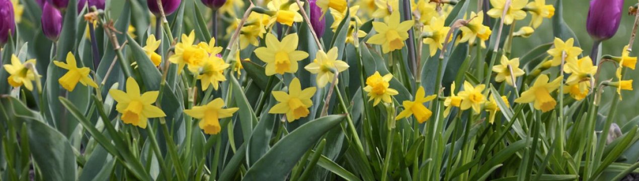 Особливості вирощування нарцисів