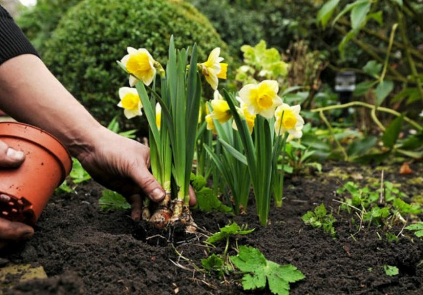 Посадка нарцисів Посадка нарцисів