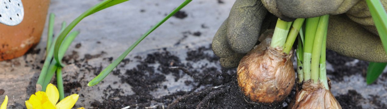 Нарциси: посадка і догляд у відкритому грунті
