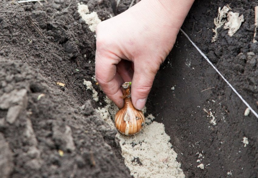 Обробка перед посадкою Обробка перед посадкою