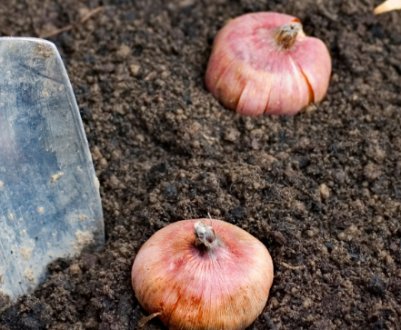 Вирощування гладіолусів у відкритому грунті в Підмосков'ї