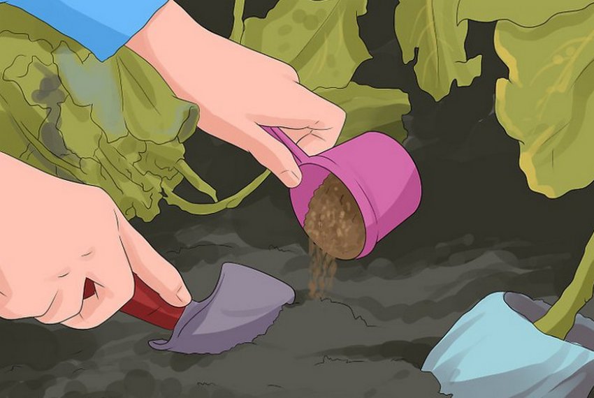 Добриво нарцисів Добриво нарцисів