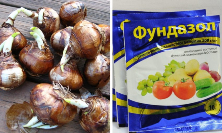 Підготовка посадкового матеріалу