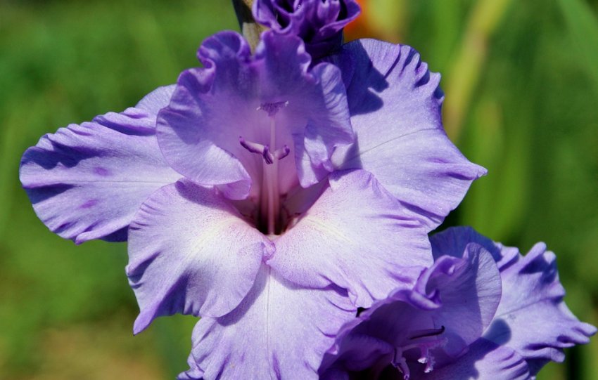 Гладіолус Блю Фрост