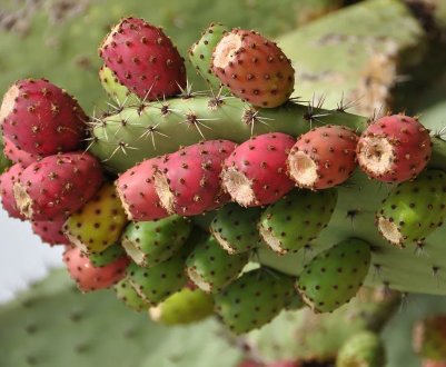 Мексиканці навчилися робити шкіру з сільськогосподарського кактуса
