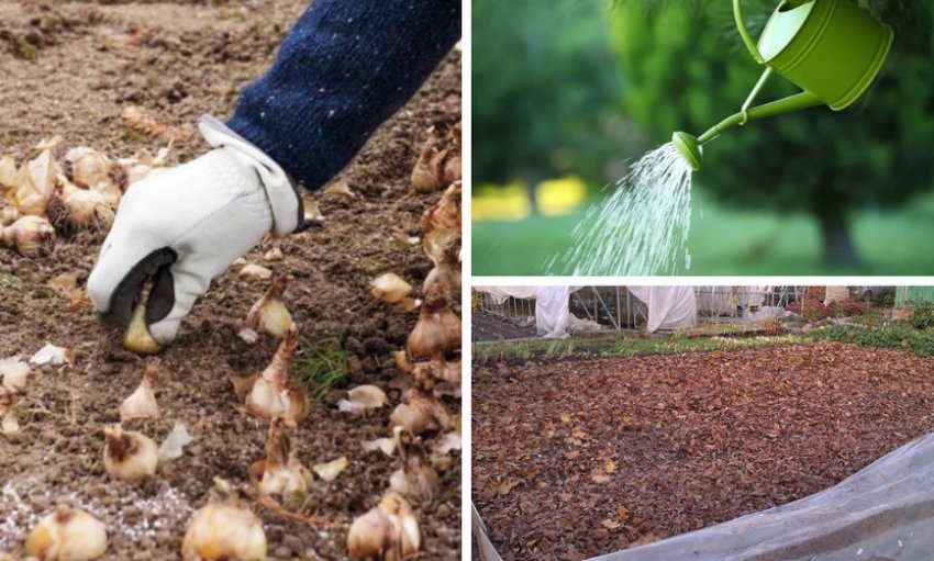 Посадка нарцисів