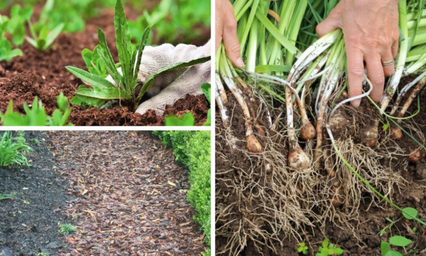 Підготовка ділянки до зими