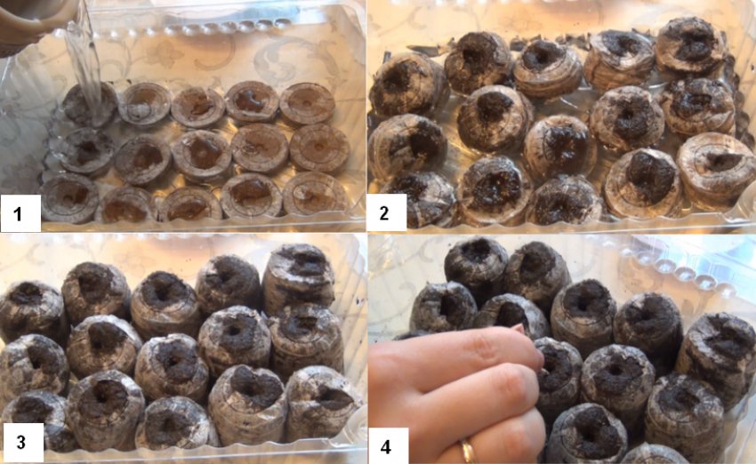 Посів насіння на розсаду Посів насіння на розсаду