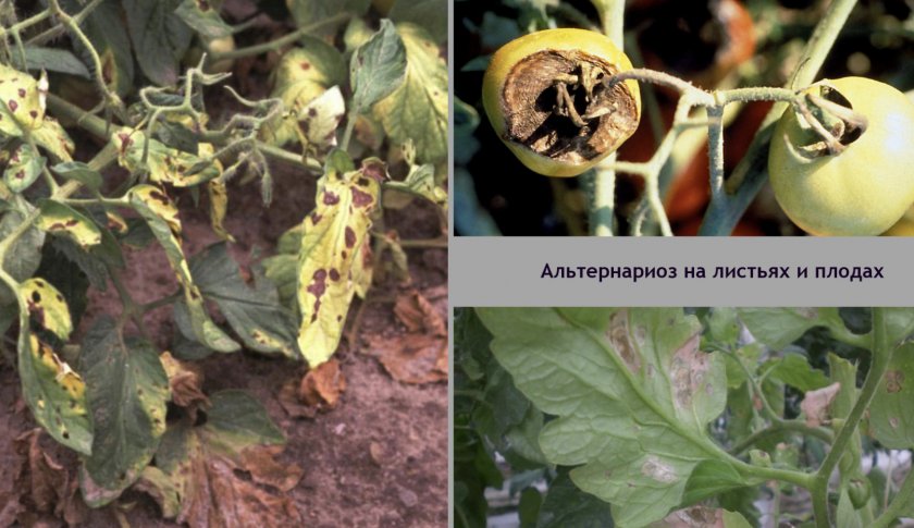 чем обрабатывать помидоры чтобы они не чернели. 13182.pg2qv0.840. чем обрабатывать помидоры чтобы они не чернели фото. чем обрабатывать помидоры чтобы они не чернели-13182.pg2qv0.840. картинка чем обрабатывать помидоры чтобы они не чернели. картинка 13182.pg2qv0.840.