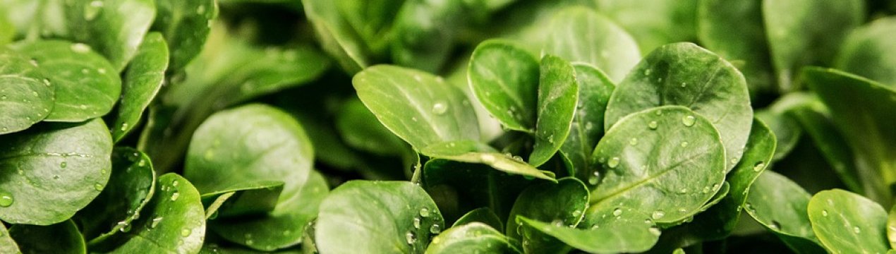 Американські фермери поділилися салатом зі школярами
