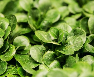 Американські фермери поділилися салатом зі школярами