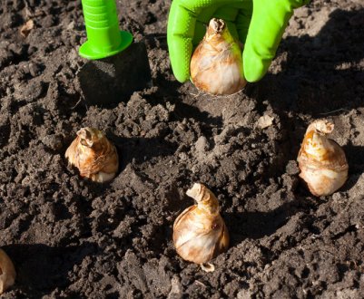 Терміни посадки нарцисів і тюльпанів