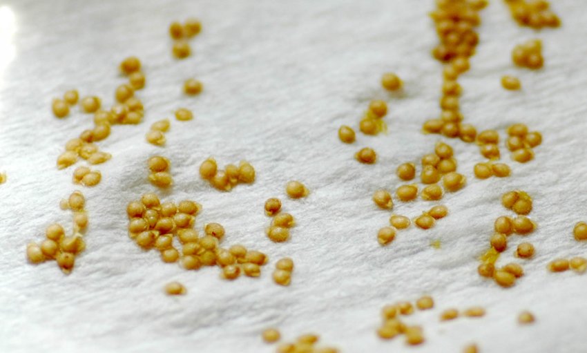 Підготовка насіння