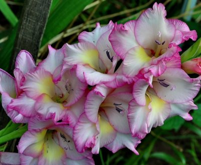 Догляд за гладіолусами після цвітіння: коли можна зрізати