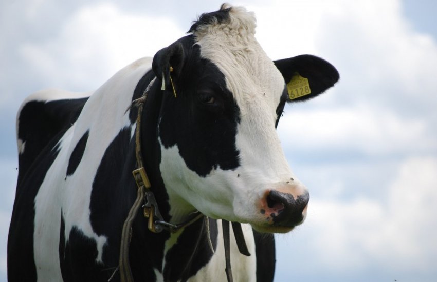 Холмогірська порода ВРХ