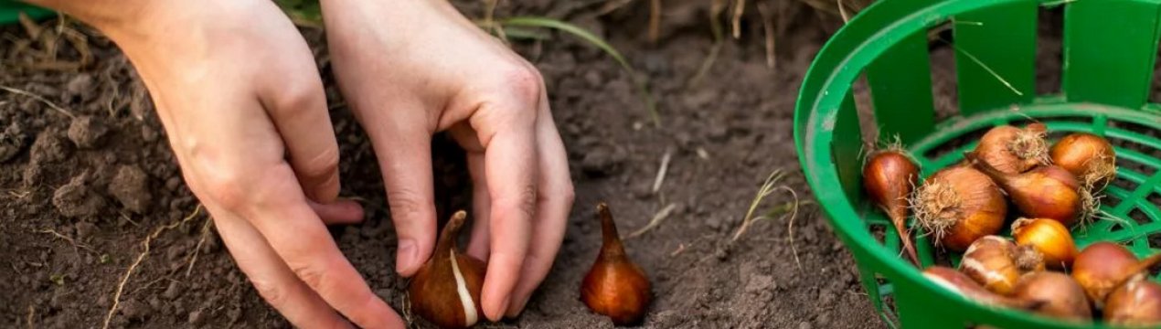 Тюльпаны в августе что делать. Тюльпаны в августе что делать фото. картинка Тюльпаны в августе что делать. смотреть фото Тюльпаны в августе что делать. смотреть картинку Тюльпаны в августе что делать.