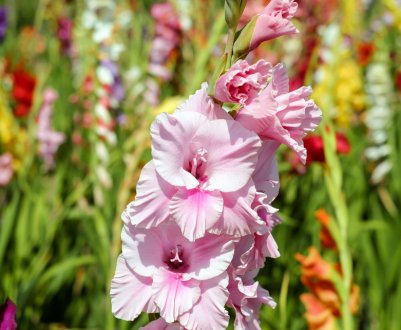 Заходи боротьби з трипсами на гладіолуса