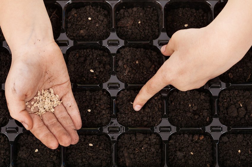 Посів насіння