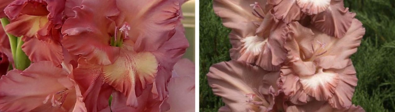 Опис і характеристика гладіолуса Шоколадниця