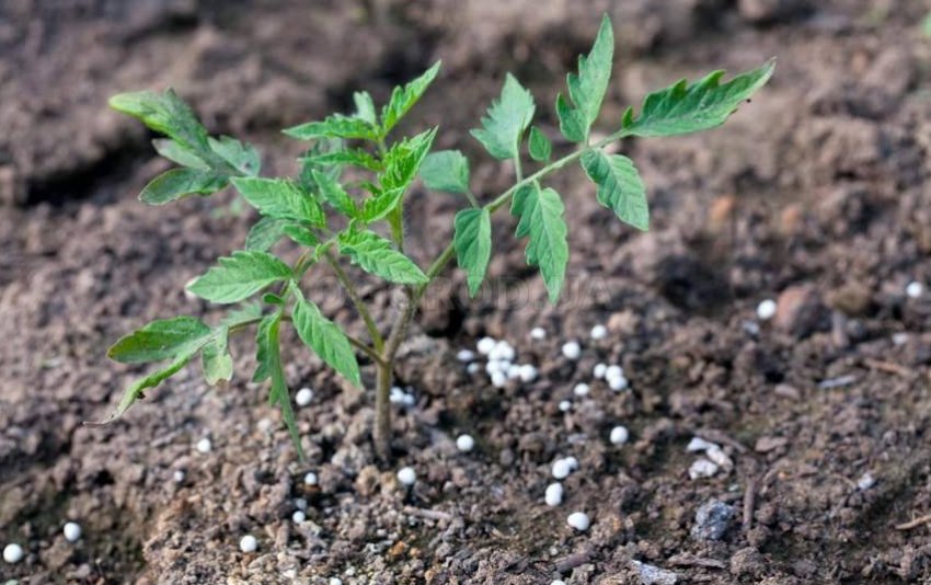 Підживлення томатів