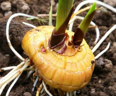 Вирощування гладіолусів у відкритому грунті на Уралі