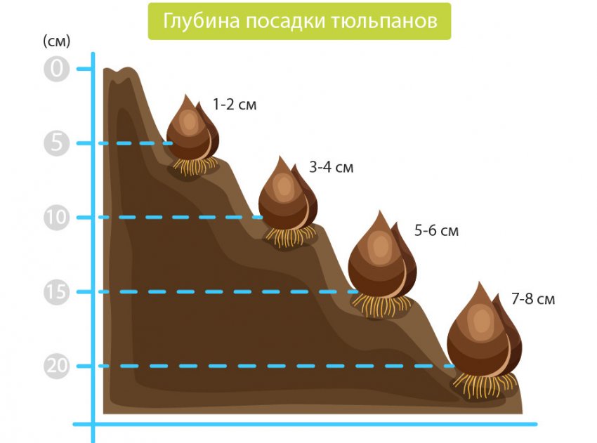 Тюльпаны в августе что делать. Тюльпаны в августе что делать фото. картинка Тюльпаны в августе что делать. смотреть фото Тюльпаны в августе что делать. смотреть картинку Тюльпаны в августе что делать.