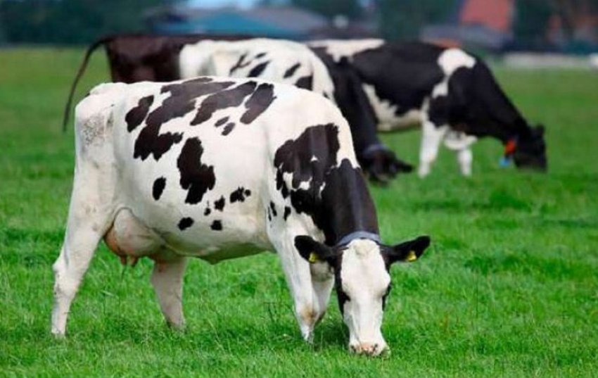 Тагільська порода молочних корів