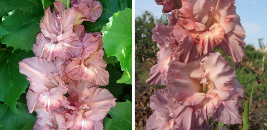 Гладіолус Шоколадниця Гладіолус Шоколадниця