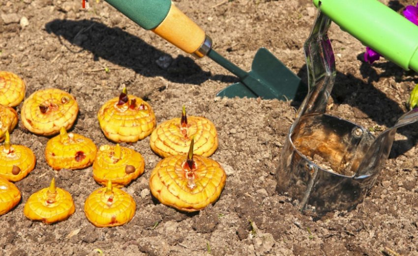 Місце для посадки гладіолусів Місце для посадки гладіолусів