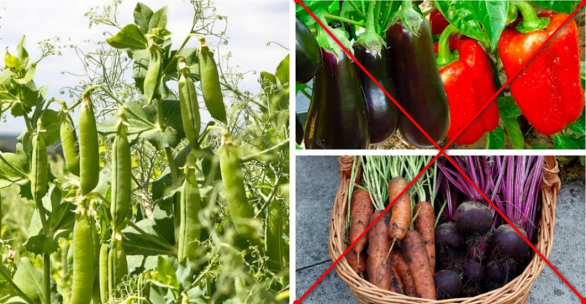 Хороші і погані попередники гладіолусів Хороші і погані попередники гладіолусів