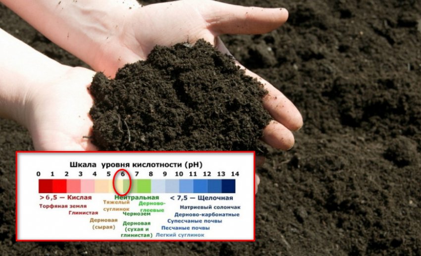 Грунт для гладіолусів Грунт для гладіолусів