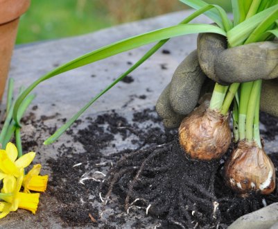 Терміни викопування та зберігання нарцисів
