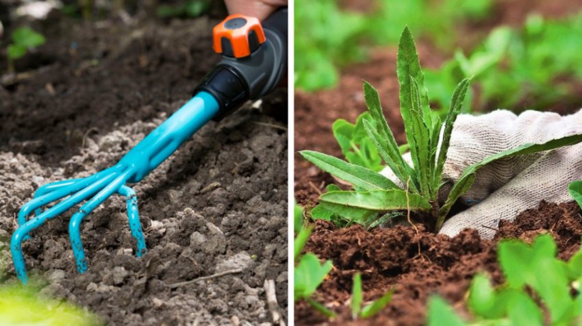 Розпушування і прополка Розпушування і прополка