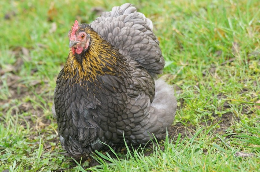 Виробництво курячих яєць різко збільшилася в Омській області