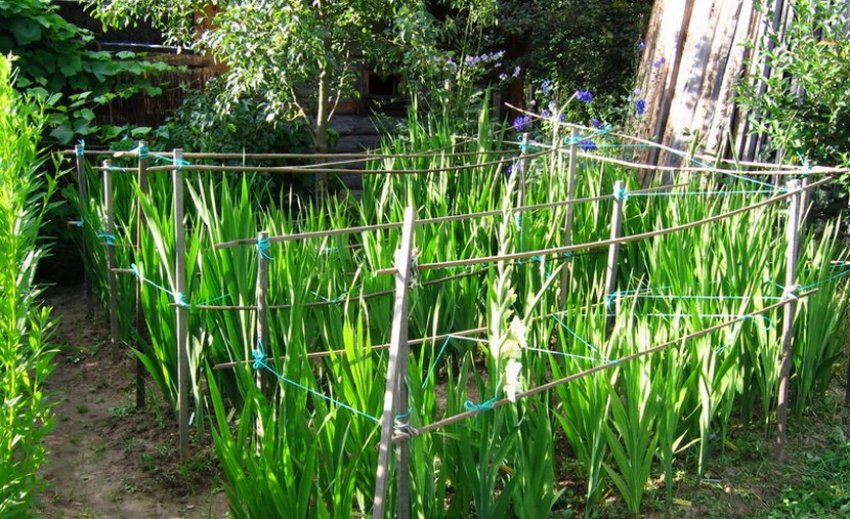 Підв'язка гладіолусів Підв'язка гладіолусів