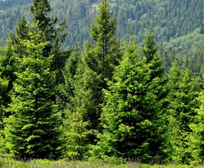 Різниця між деревами ялинки та смереки