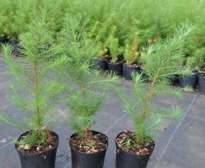 Профілактика, лікування хвороб і шкідників сосен