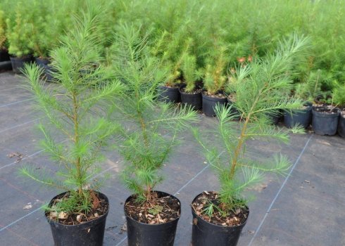 Профілактика, лікування хвороб і шкідників сосен