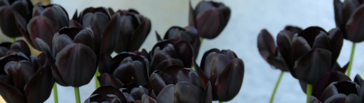 Тюльпан Queen of night і його особливості