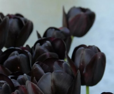 Тюльпан Queen of night і його особливості