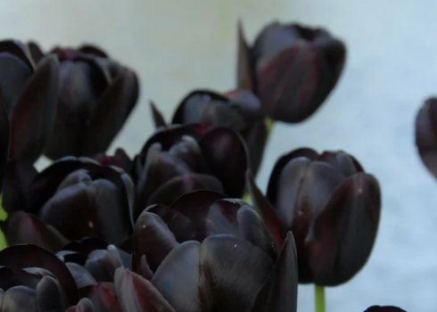 Тюльпан Queen of night і його особливості
