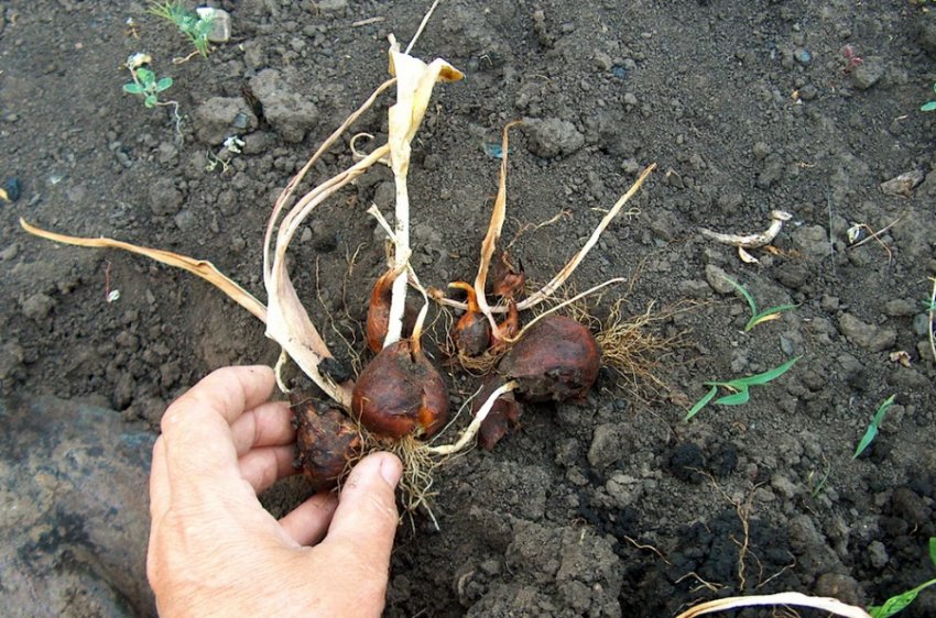 Викопування цибулин тюльпанів Викопування цибулин тюльпанів