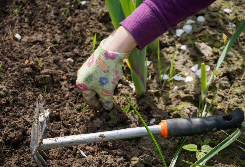 Прополка тюльпанів Прополка тюльпанів