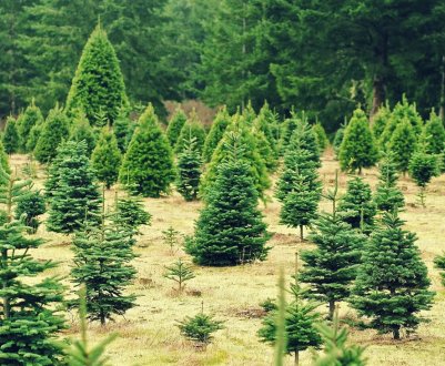 Темпи зростання їли