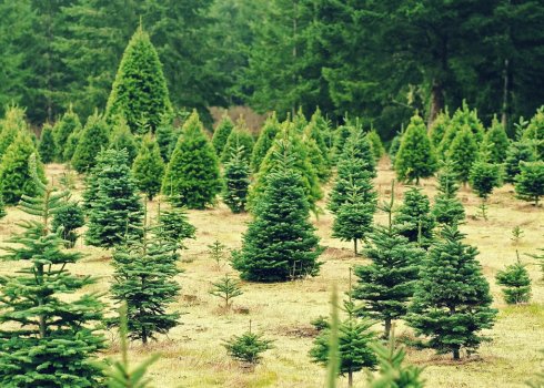 Темпи зростання їли