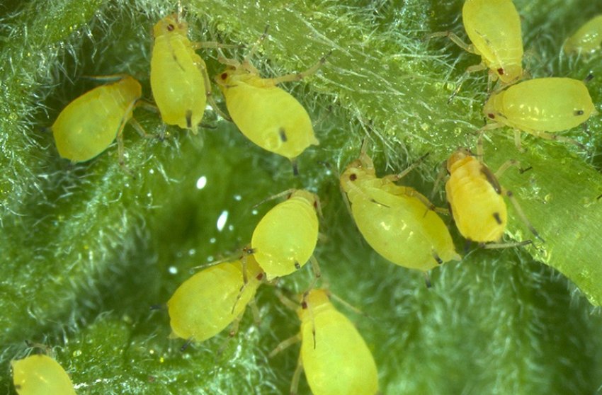 Попелиця Попелиця